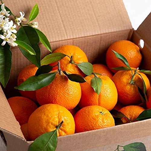 10 Kg ⎜Caja de Naranjas Selectas de Mesa ⎜De Valencia ⎜Dulces y Maduras ⎜En su punto ⎜ Para comer