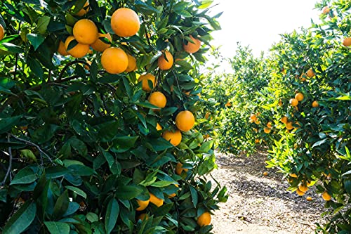 10 Kg ⎜Caja de Naranjas Selectas de Mesa ⎜De Valencia ⎜Dulces y Maduras ⎜En su punto ⎜ Para comer
