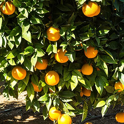 10 Kg ⎜Caja de Naranjas Selectas de Mesa ⎜De Valencia ⎜Dulces y Maduras ⎜En su punto ⎜ Para comer