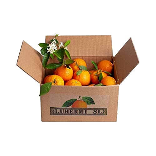 10 Kg ⎜Caja de Naranjas Selectas de Mesa ⎜De Valencia ⎜Dulces y Maduras ⎜En su punto ⎜ Para comer