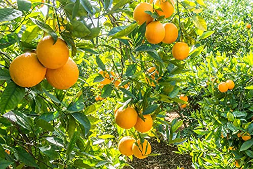 10 Kg ⎜Caja de Naranjas Selectas de Mesa ⎜De Valencia ⎜Dulces y Maduras ⎜En su punto ⎜ Para comer