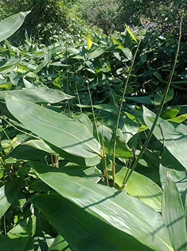 100 hojas frescas de bambú envasadas al vacío, hojas de bambú silvestres naturales para decoración de barbacoas, material Zongzi, tamaño M