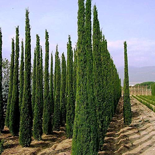 100 Semillas Ciprés Mediterráneo (Cupressus Sempervirens Pyramidalis)