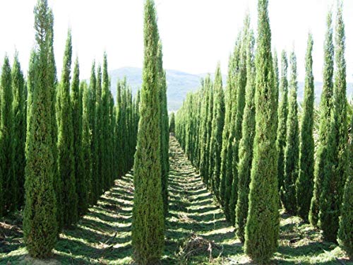 100 Semillas Ciprés Mediterráneo (Cupressus Sempervirens Pyramidalis)