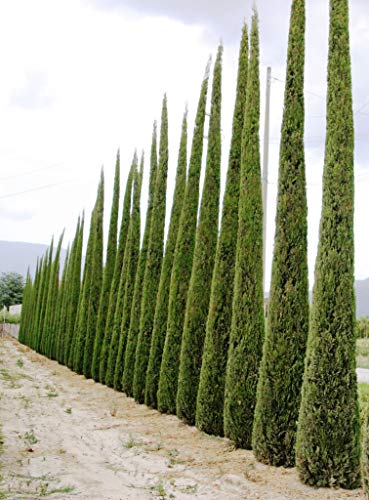 100 Semillas Ciprés Mediterráneo (Cupressus Sempervirens Pyramidalis)