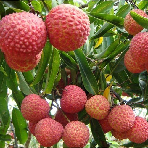 15 Piezas Semillas De Lichi Para Plantar Frutas De Colores Brillantes Con Variedades De Cáscara Roja Ampliamente Utilizadas Fácil De Cuidar Brinda Una Sensación De Logro