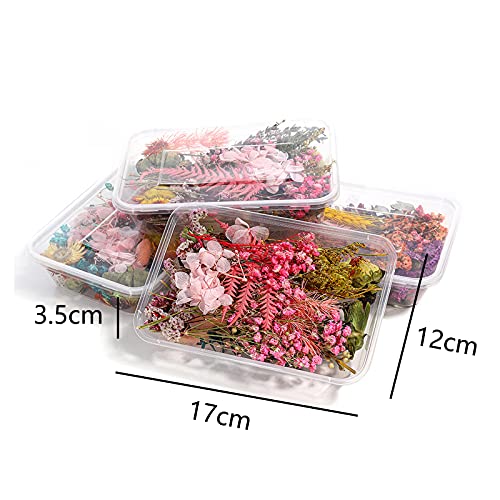 2 Cajas Flores Prensadas Secas, Flores Secas Naturales Decoración de Flores secas Naturales Flor Prensada Mezclada Juego Flores Seca Bricolaje para Decoración para Scrapbooking Velas Joyas Uñas