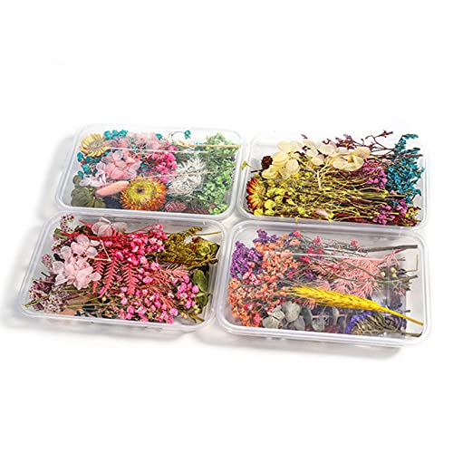 2 Cajas Flores Prensadas Secas, Flores Secas Naturales Decoración de Flores secas Naturales Flor Prensada Mezclada Juego Flores Seca Bricolaje para Decoración para Scrapbooking Velas Joyas Uñas