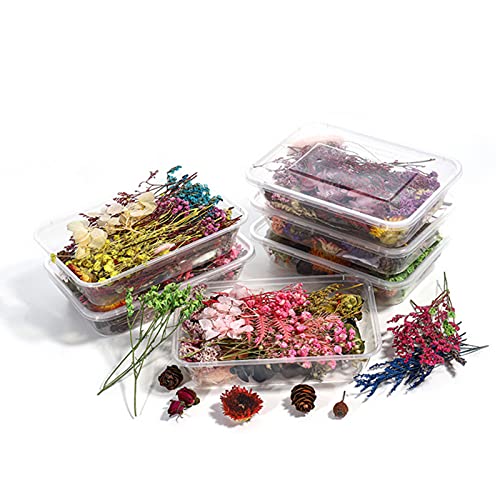 2 Cajas Flores Prensadas Secas, Flores Secas Naturales Decoración de Flores secas Naturales Flor Prensada Mezclada Juego Flores Seca Bricolaje para Decoración para Scrapbooking Velas Joyas Uñas