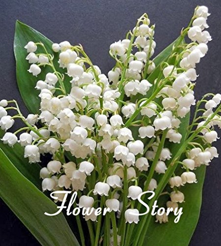 20 PC Lirio de los valles semillas de flores, semillas de orquídeas campana, rico aroma, semillas de flores bonsai, tan lindo y hermoso