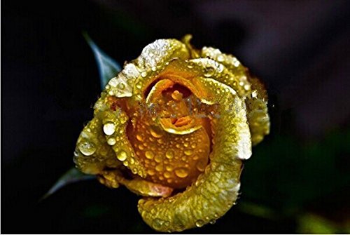 200 PC miniascape de oro amarillo rara semillas, hermoso color rara semilla de flor, rico aroma, la promoción del jardín de DIY rosa !!!