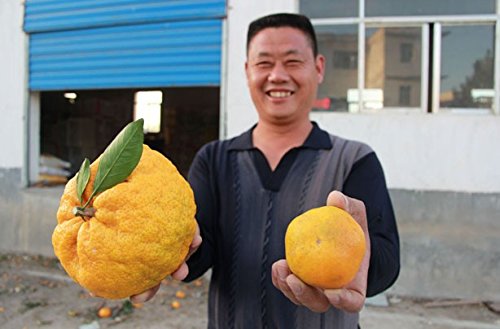 20pcs / bolsa Balcón Patio de tiesto Árboles Frutales semillas plantadas kumquat Semillas Semillas de naranja mandarina Citrus