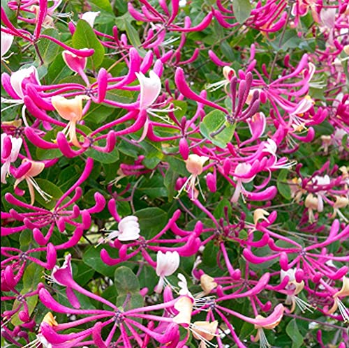 30 Piezas Semillas De Madreselva Forma Especial Olor Aromático Patio Exterior Terraza Crecimiento Natural Atractivo Parada Y Admiración Plantación De Jardín Al Aire Libre