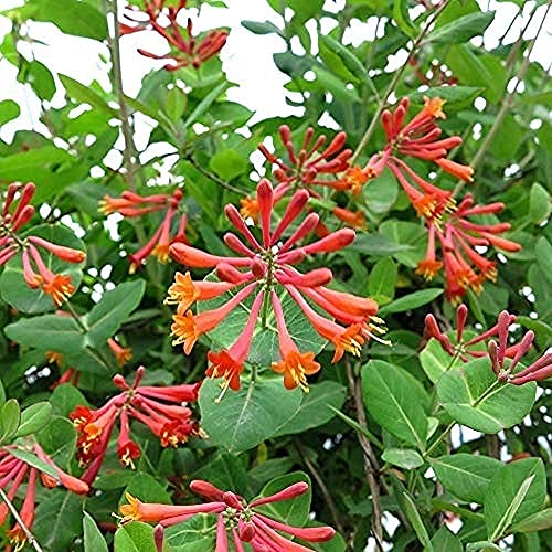 30 piezas Semillas de madreselva roja Exótica Variedad rara Colores brillantes Olor atractivo de flores Fresco Disfrute de un paisaje de jardinería Fácil de germinar Amado por los jardineros
