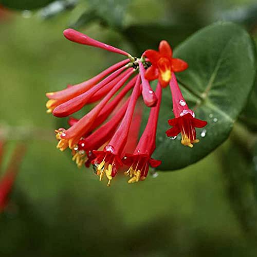 30 piezas Semillas de madreselva roja Exótica Variedad rara Colores brillantes Olor atractivo de flores Fresco Disfrute de un paisaje de jardinería Fácil de germinar Amado por los jardineros