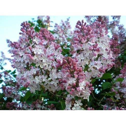30 semillas - Francés lila, Syringa vulgaris, semillas de arbustos (Rápido, fragante, Hardy, Seto llamativo)