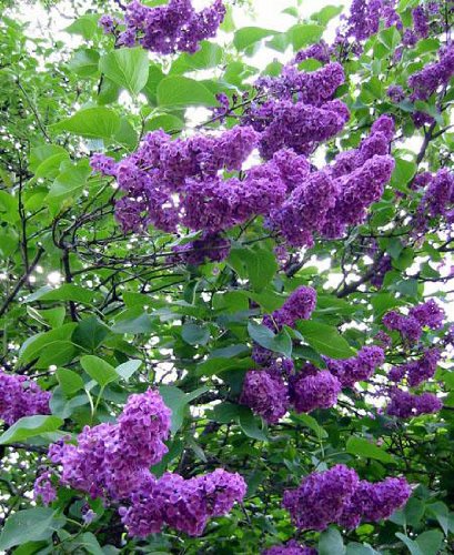 30 semillas - Francés lila, Syringa vulgaris, semillas de arbustos (Rápido, fragante, Hardy, Seto llamativo)