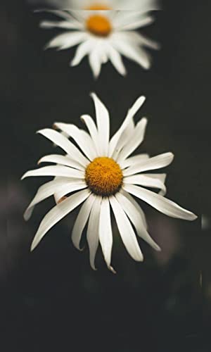 4K Daisy Flower Wallpapers