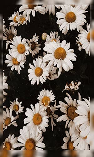 4K Daisy Flower Wallpapers