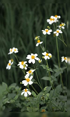 4K Daisy Flower Wallpapers