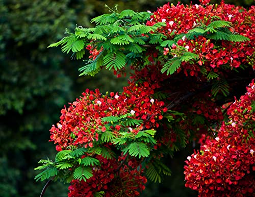 5 graines FLAMBOYANT ROYAL (Delonix Regia) G159 FLAME TREE SEEDS SAMEN SEMILLAS