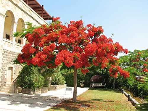 5 graines FLAMBOYANT ROYAL (Delonix Regia) G159 FLAME TREE SEEDS SAMEN SEMILLAS