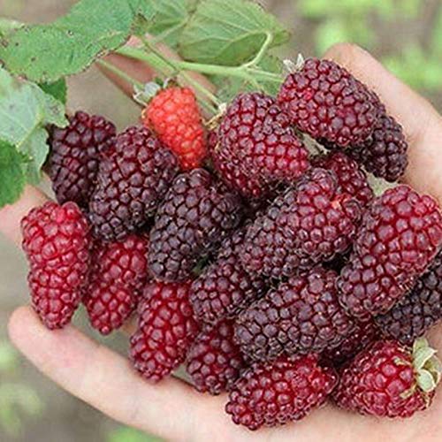 50 semillas de frambuesa roja deliciosa fruta dulce y jugosa planta de jardín, patio, 50 unidades de semillas de frambuesa para mujeres, hombres, niños, principiantes, jardineros regalo