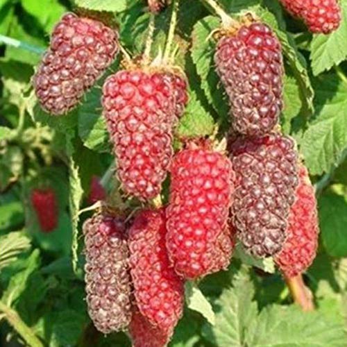 50 semillas de frambuesa roja deliciosa fruta dulce y jugosa planta de jardín, patio, 50 unidades de semillas de frambuesa para mujeres, hombres, niños, principiantes, jardineros regalo