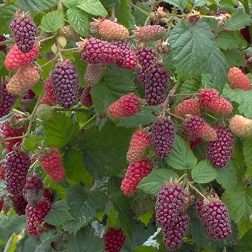 50 semillas de frambuesa roja deliciosa fruta dulce y jugosa planta de jardín, patio, 50 unidades de semillas de frambuesa para mujeres, hombres, niños, principiantes, jardineros regalo