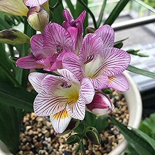 8 Piezas Bombillas De Freesia De Rayas De Perlas Blancas Con Flores De Rayas Rosadas Flores De Interior Orquídeas Para Plantar En El Jardín Del Hogar Decoración De Interiores Perfecta