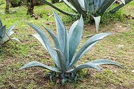 Aamish 20 semillas de plantas de Agave tequilana