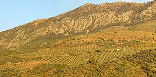 Aceite de Oliva Virgen Extra - Hojiblanca - 3 garrafas de 5 Litros (15 L) – Extracción en frío – Olivar tradicional - Parque Natural de la Subbética Rute, Córdoba, Andalucía - [PRODUCTO DE ESPAÑA]