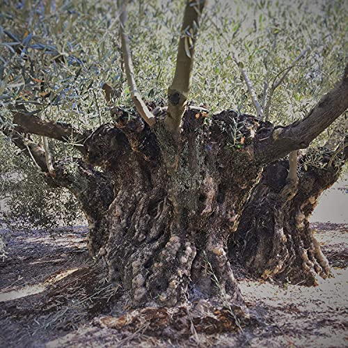 Aceite de Oliva Virgen Extra - Hojiblanca - 3 garrafas de 5 Litros (15 L) – Extracción en frío – Olivar tradicional - Parque Natural de la Subbética Rute, Córdoba, Andalucía - [PRODUCTO DE ESPAÑA]