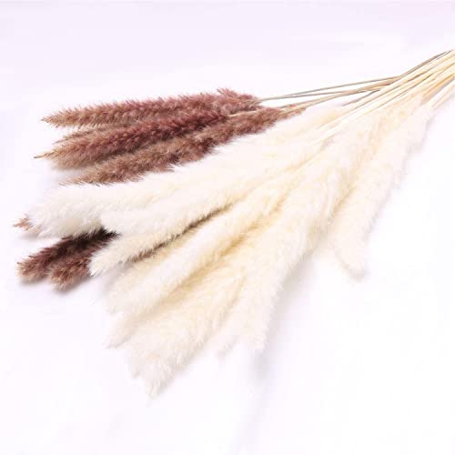 AIOR 30 Piezas Pampas Secas Naturales de Hierba, 60cm Flores Secas Estilo Bohemio Plantas, Decoracion para Florero Jarrones Mesa Comedor Hogar Boda Fiesta Arreglos de Otoño (Marrón)