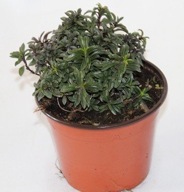Ajedrea (Maceta 10,5 cm Ø) - Planta viva - Planta aromatica