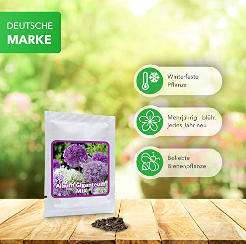 Ajo ornamental gigante (Allium giganteum), paquete mixto de flores violetas y blancas, planta resistente al frío, 1 bolsa 60 semillas