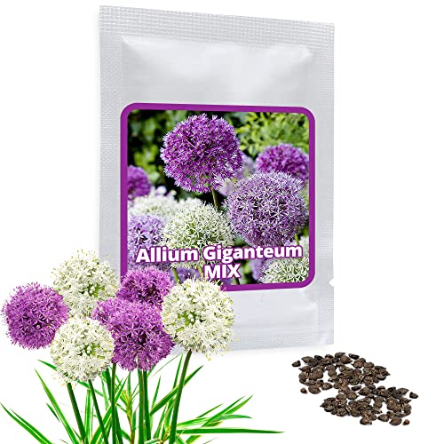 Ajo ornamental gigante (Allium giganteum), paquete mixto de flores violetas y blancas, planta resistente al frío, 1 bolsa 60 semillas