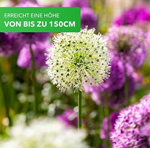 Ajo ornamental gigante (Allium giganteum), paquete mixto de flores violetas y blancas, planta resistente al frío, 1 bolsa 60 semillas