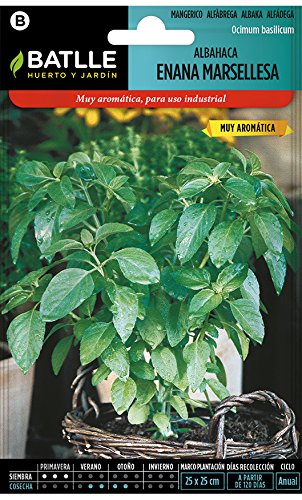 Albahaca Enana Marsellesa