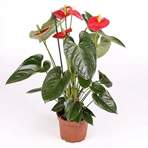 Anthurium - Maceta 14cm. - Altura aprox.55cm. - Planta de interior - Planta viva - (Envío sólo a Península)