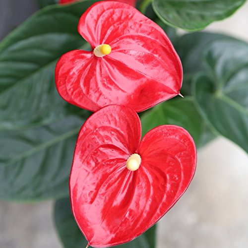Anthurium - Maceta 14cm. - Altura aprox.55cm. - Planta de interior - Planta viva - (Envío sólo a Península)