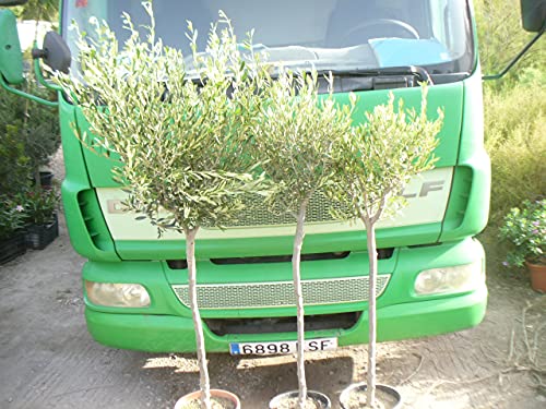 Árbol de Olivo, tronco rustico gordo (Olea europaea) aprox. 140 cm - 160 cm,