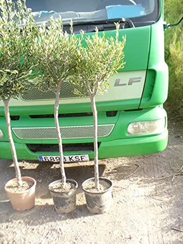 Árbol de Olivo, tronco rustico gordo (Olea europaea) aprox. 140 cm - 160 cm,