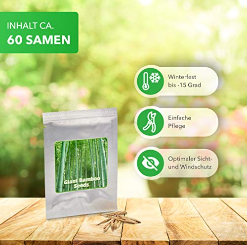 BAMBÚ GIGANTE MOSO 60 semillas - Phyllostachys pubescens - „El rey de los bambúes“