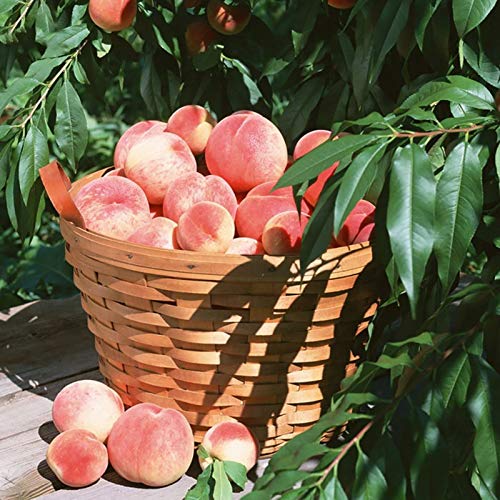 Benoon Semillas De Melocotón, 10 Piezas/Bolsa Semillas De Melocotón Dulce Rico En Vitamina No GMO Plántulas De Frutas Anuales Para Jardín Semillas de durazno