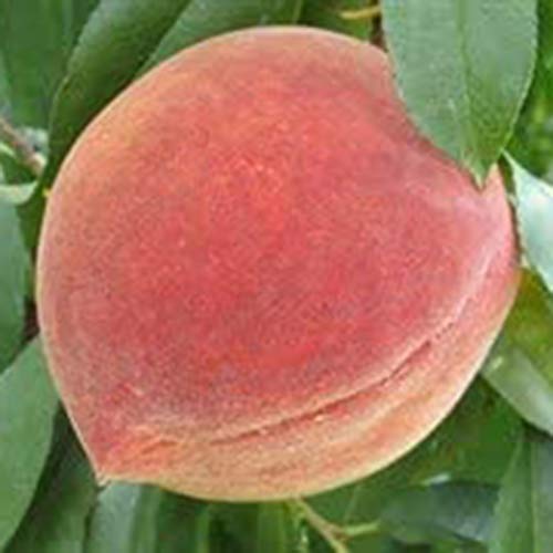 Benoon Semillas De Melocotón, 10 Piezas/Bolsa Semillas De Melocotón Dulce Rico En Vitamina No GMO Plántulas De Frutas Anuales Para Jardín Semillas de durazno