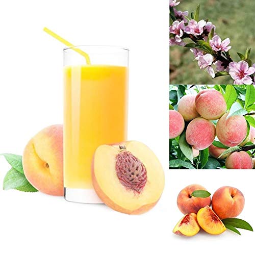 Benoon Semillas De Melocotón, 10 Piezas/Bolsa Semillas De Melocotón Dulce Rico En Vitamina No GMO Plántulas De Frutas Anuales Para Jardín Semillas de durazno