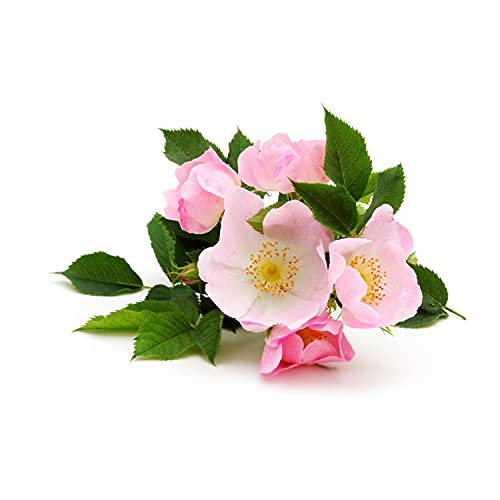 BIO - Aceite vegetale de Rosa Mosqueta - 250ml - garantizado 100% puro, natural y prensado en frío - Orgánico certificado por Ecocert - Aroma Labs