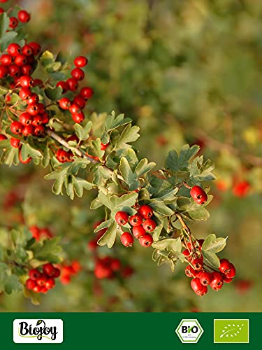 Biojoy Hojas y flores de espino orgánico, cortadas - Crataegus monogyna (250 gr)