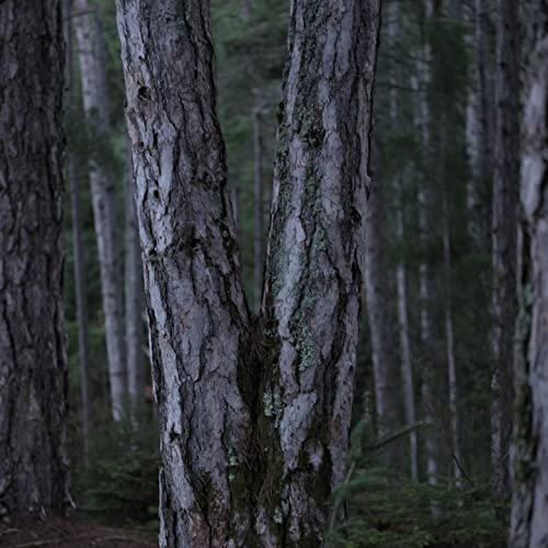 BLACK PINE 4D BioShapeLift™ Suero de contorno ascendente